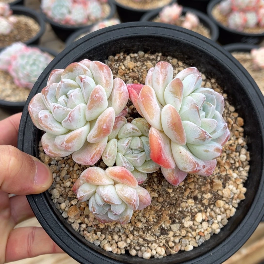 冰玉一物一拍满68包邮