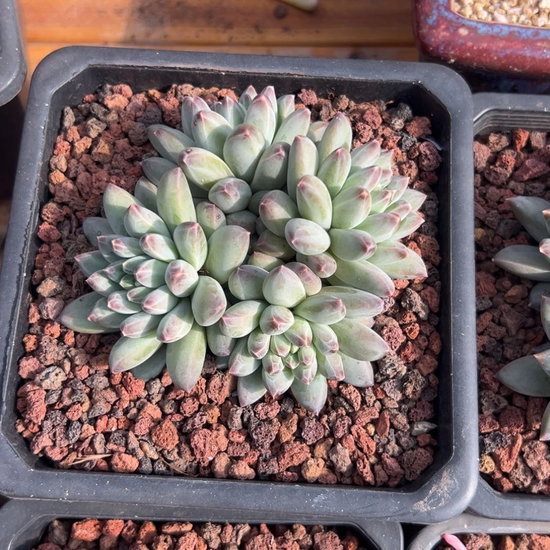 多肉美人杂【非偏远地区满18包邮】