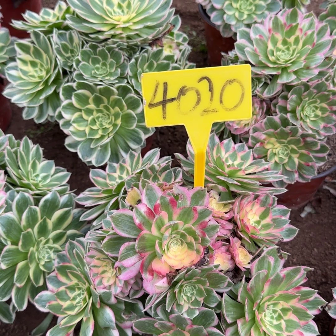 4020--+海王多肉植物