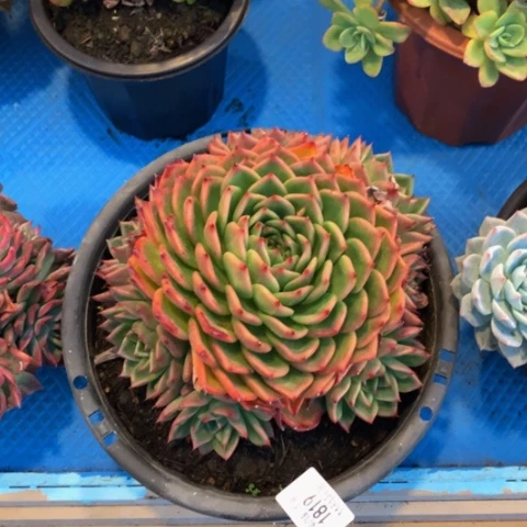 夏*?1819蓝月亮多肉