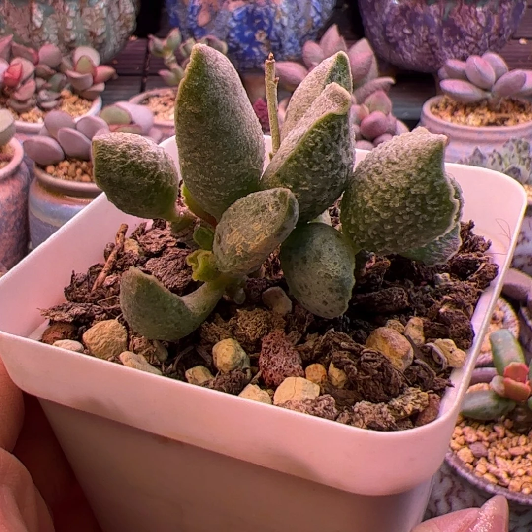 花螺。