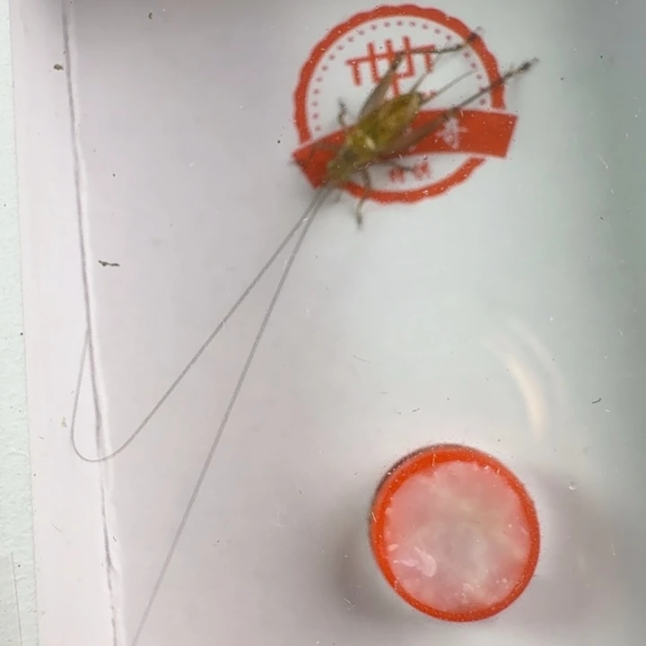 漂亮b一只合适大黄龄