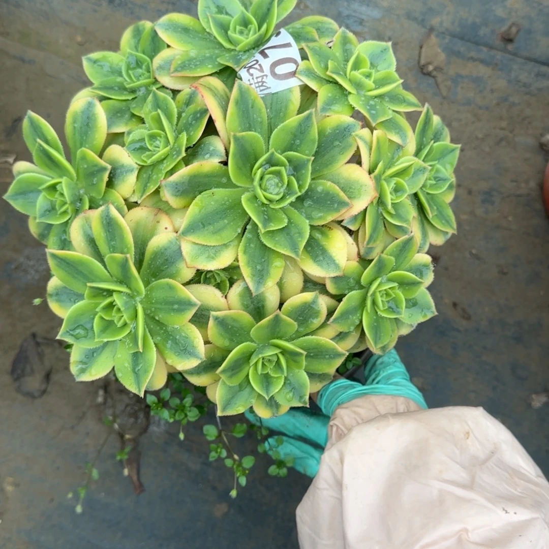 星爆079满20包邮断枝不包