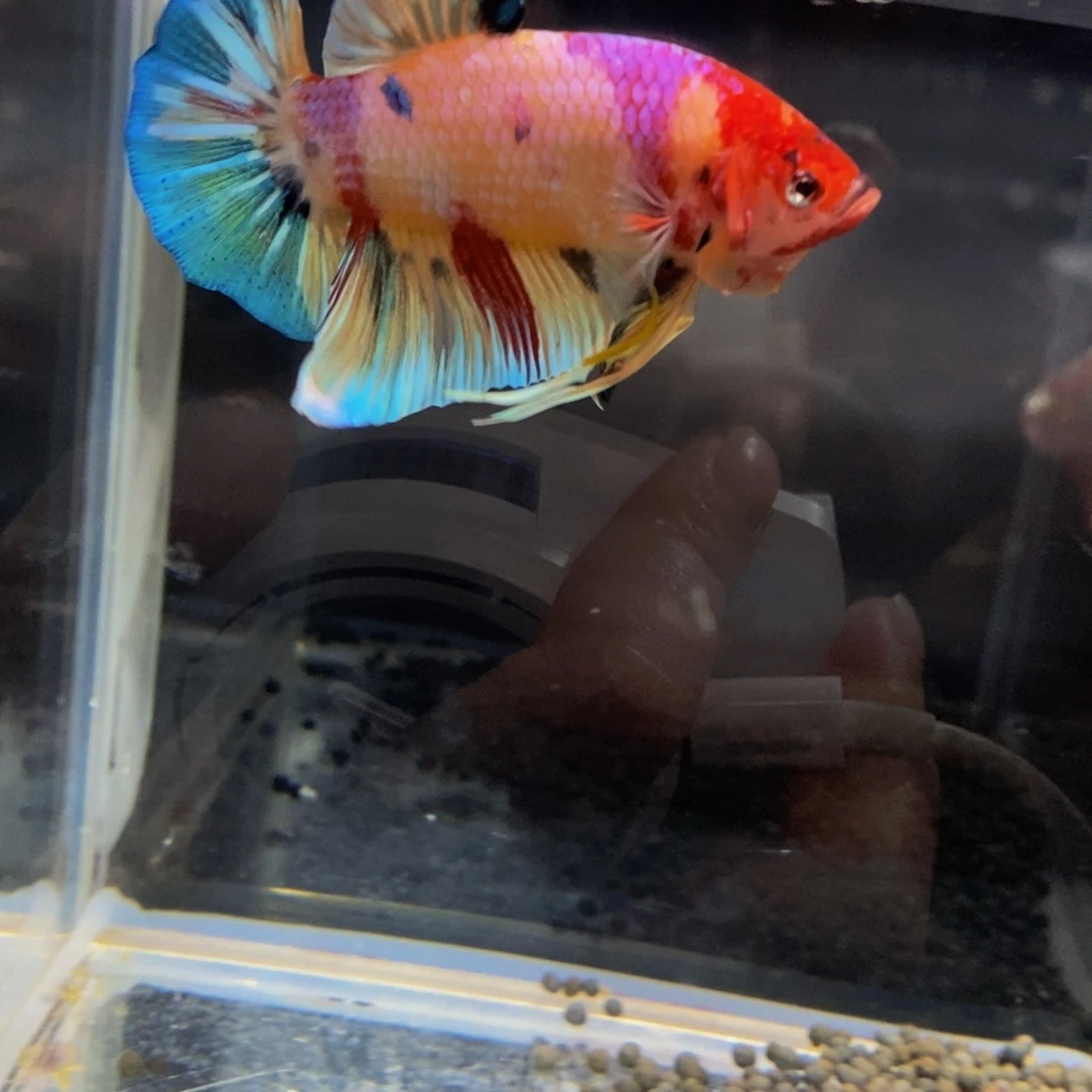 斗鱼300巨斗111111