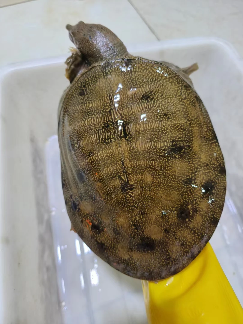 土甲鱼2.72母甲精品