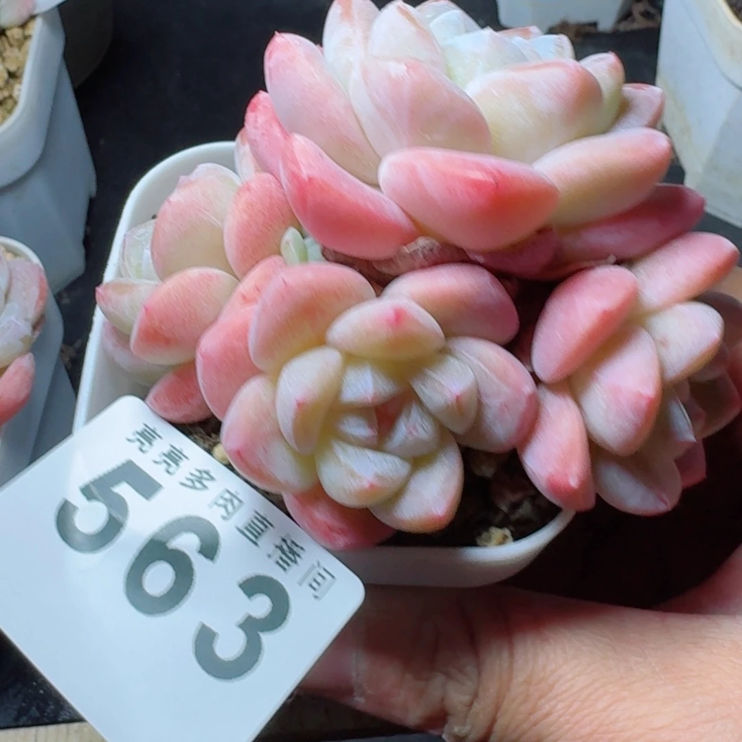 粉冰玉      愿你一路坦途，乘风破浪展宏图