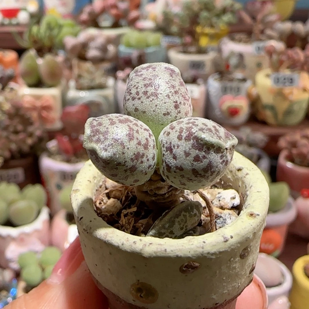 T粉丸盆口  2.5cm