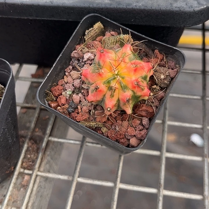 我也不知道我为什么要