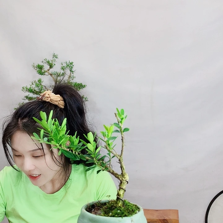 无花朵仙*草皱皮雀舌黄杨盆景