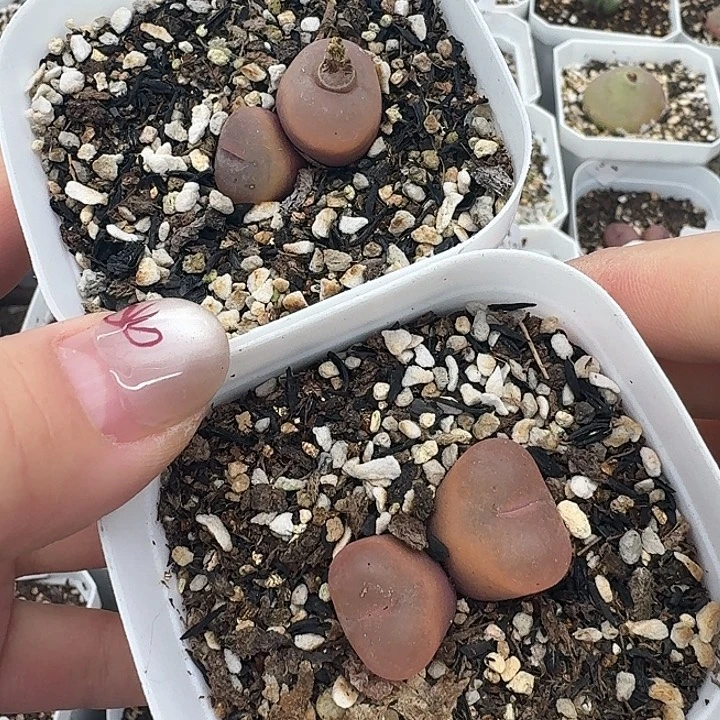 老马生石花双头吕红422