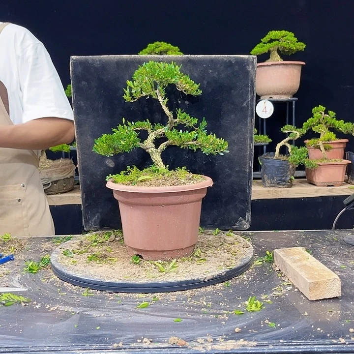 无花朵黄杨盆景四季常绿