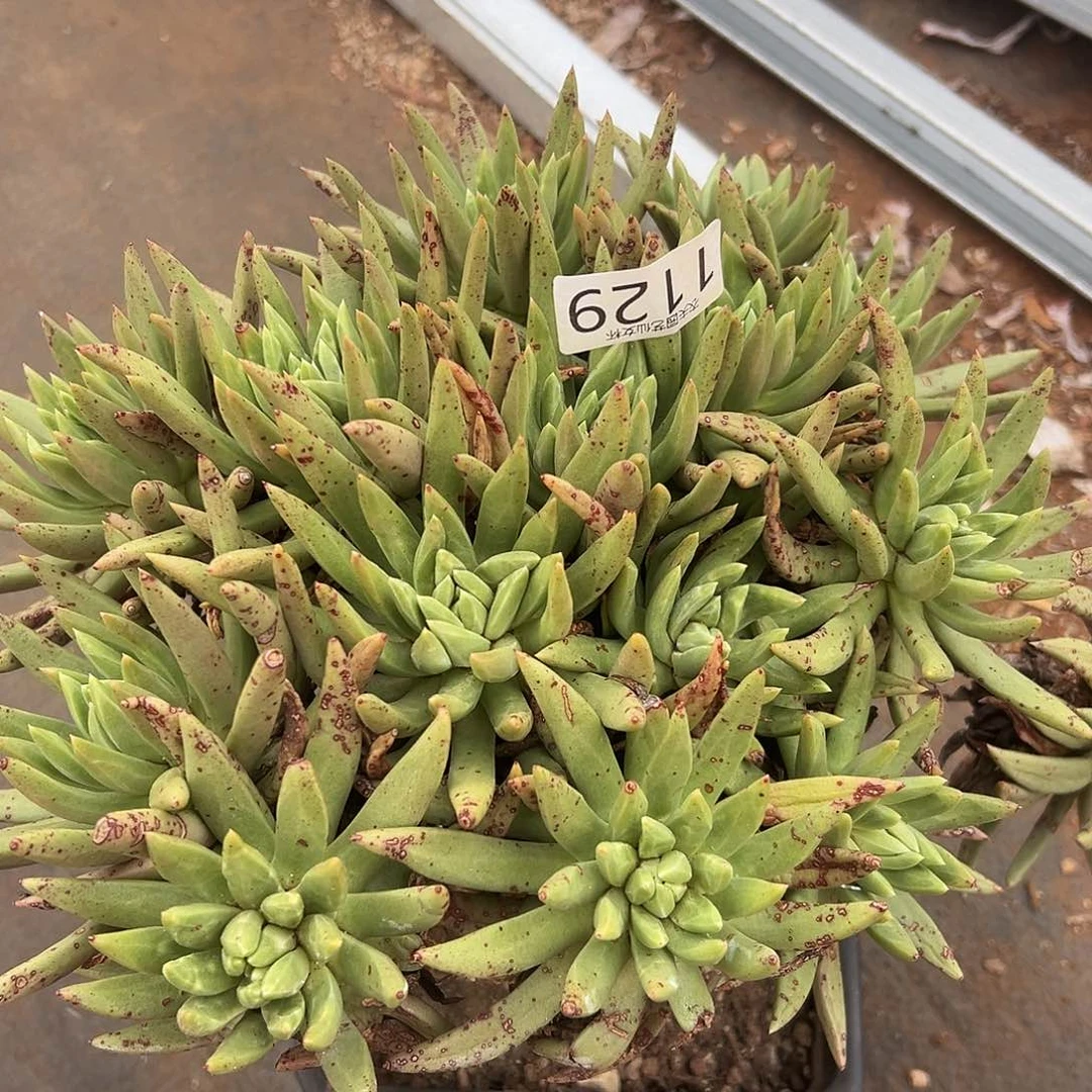 阿尔艾芙罗拉杂交钻石苹果叶仙女杯多肉