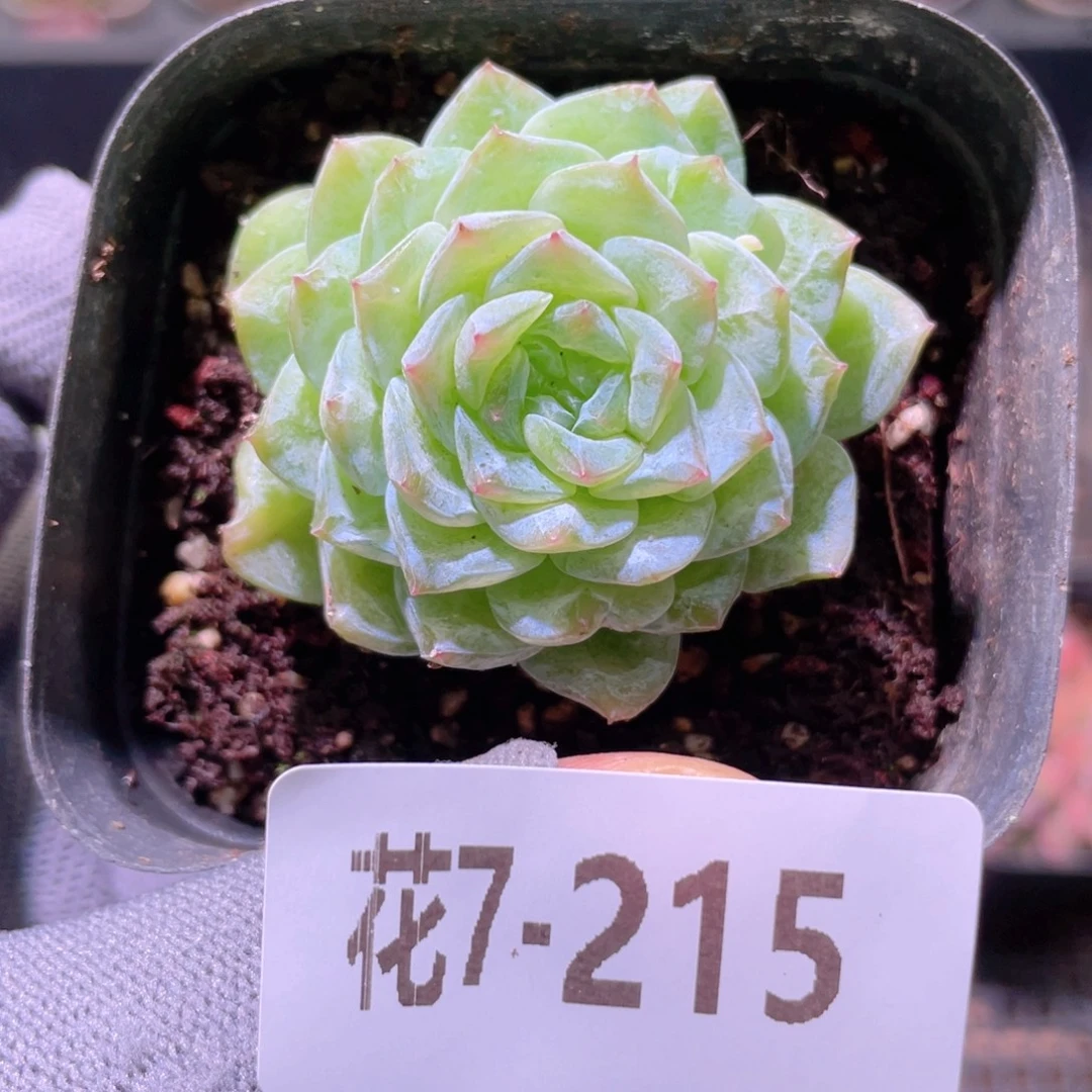 花利美 7-215新品