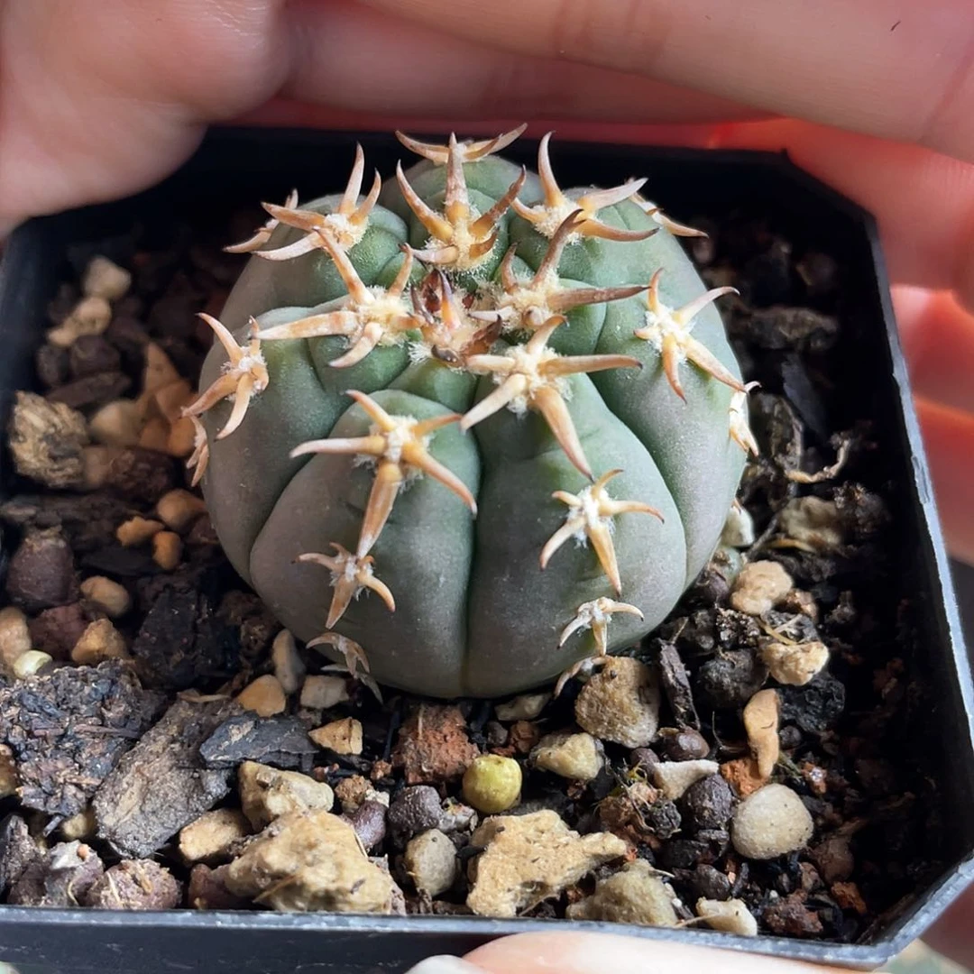 3.4cm实生好刺猫爪带盆