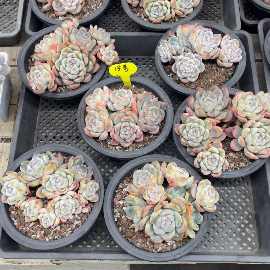 冰玉六个一组不包断枝