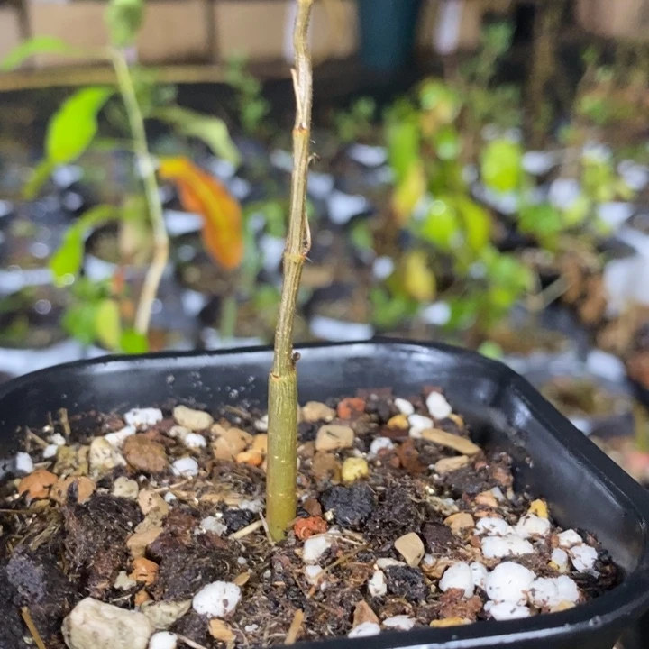 b***㍿滔天带盆土发货植物