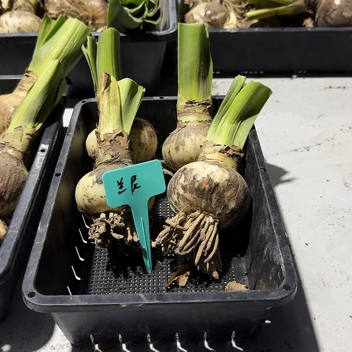 兰尼朱顶红一棵7厘米