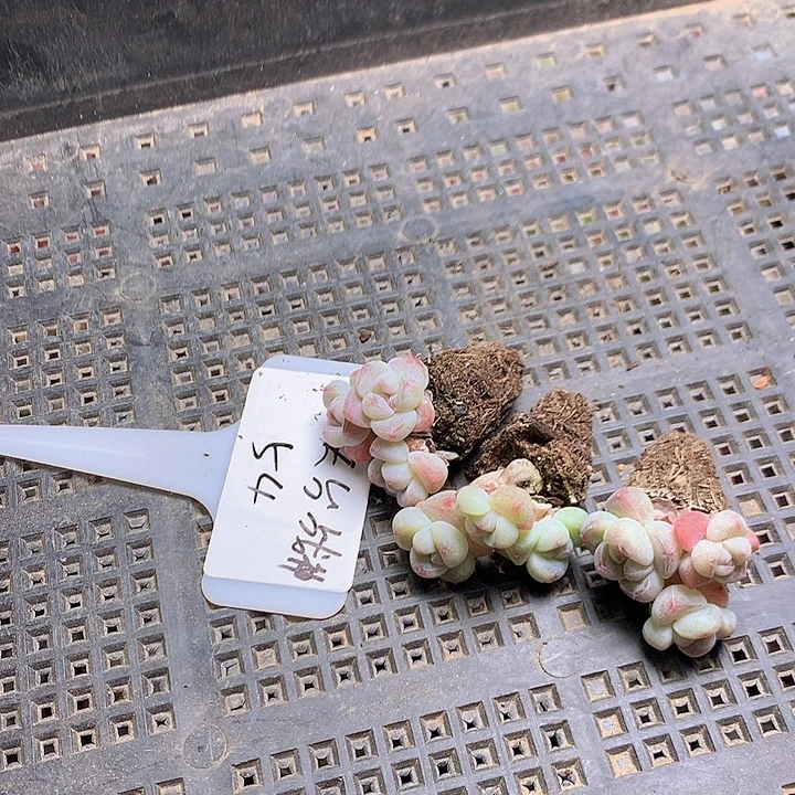 天台战神小叶冰玉脱土发
