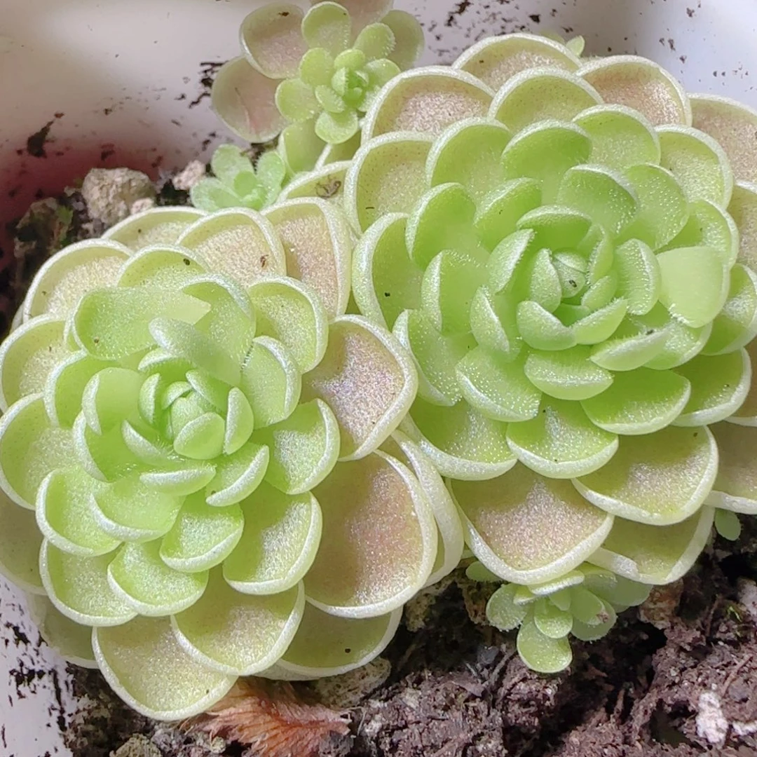 花语逸镜1111-436爱丽丝捕虫堇
