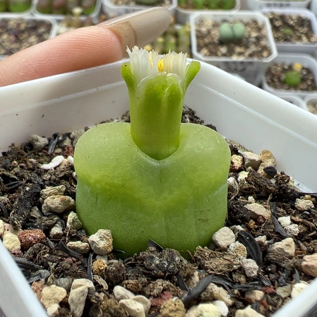 404欧泡带盆土发货