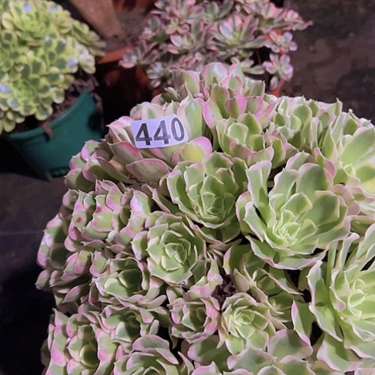 茗***子多肉植物一个白凤