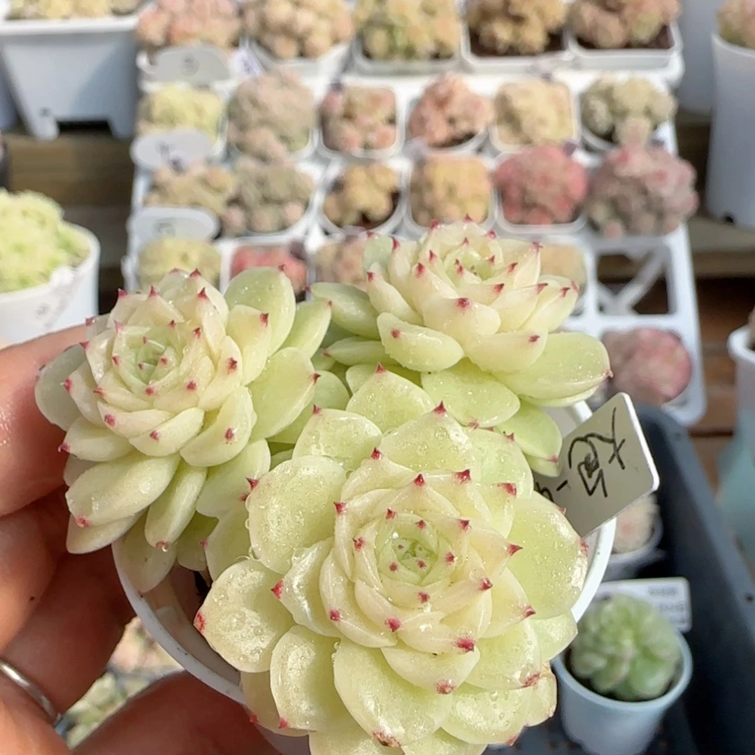 【闪购商品】0124-96（大包-3）