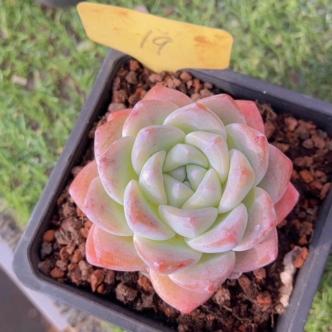 香玉的故事是一个人的故事吗