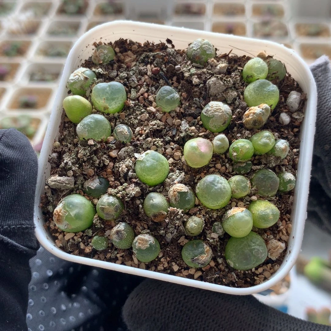 a065大王拉登一盆