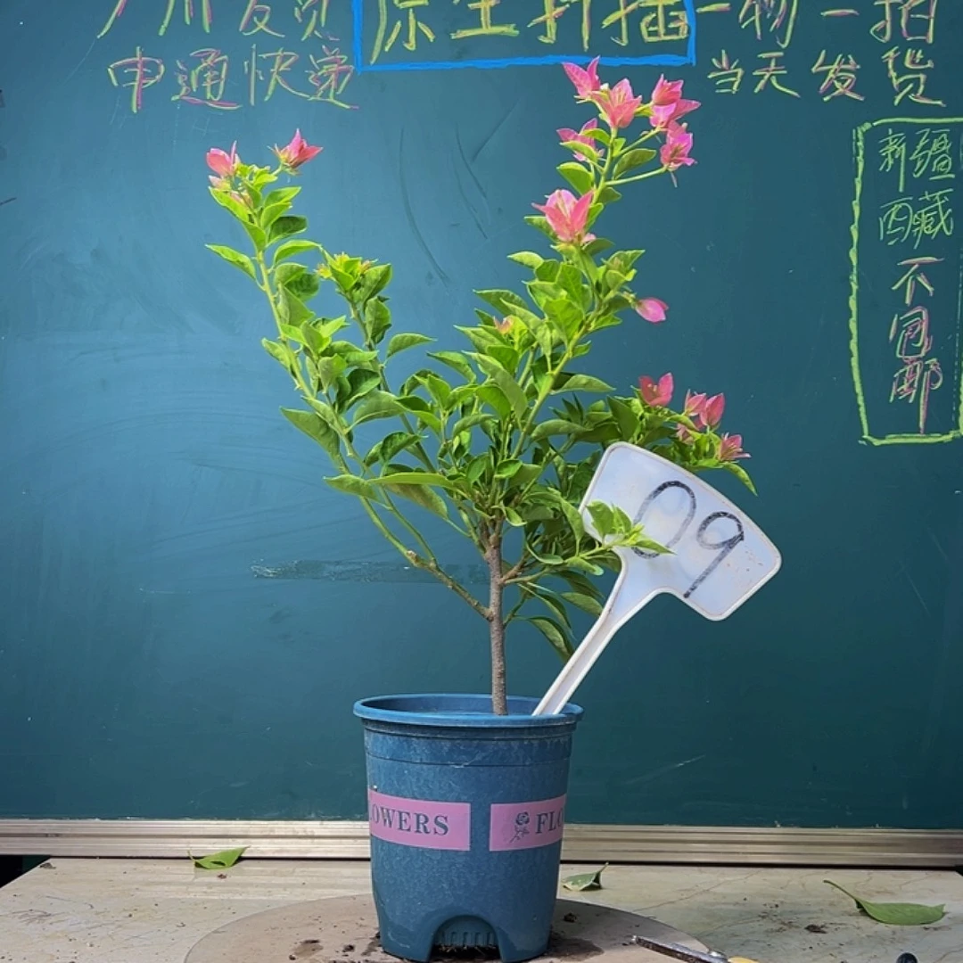 当前无花栽培后可以开花下播  卡亚塔  09