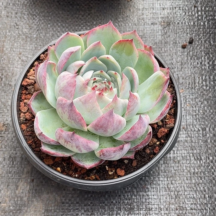 背面阴阳惊鸿13脱土发