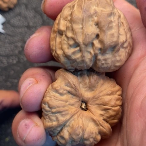 文玩核桃把件蛤蟆10