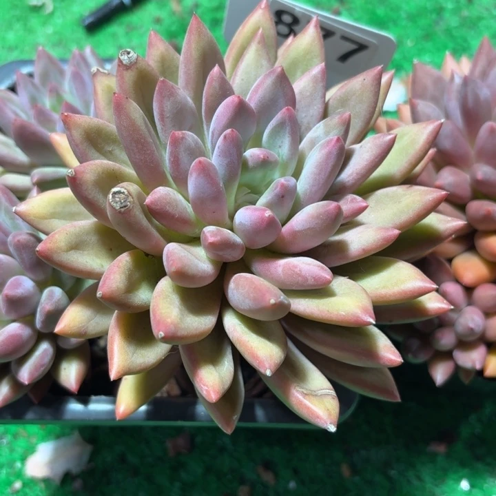 877两颗蜻蜓78888775444