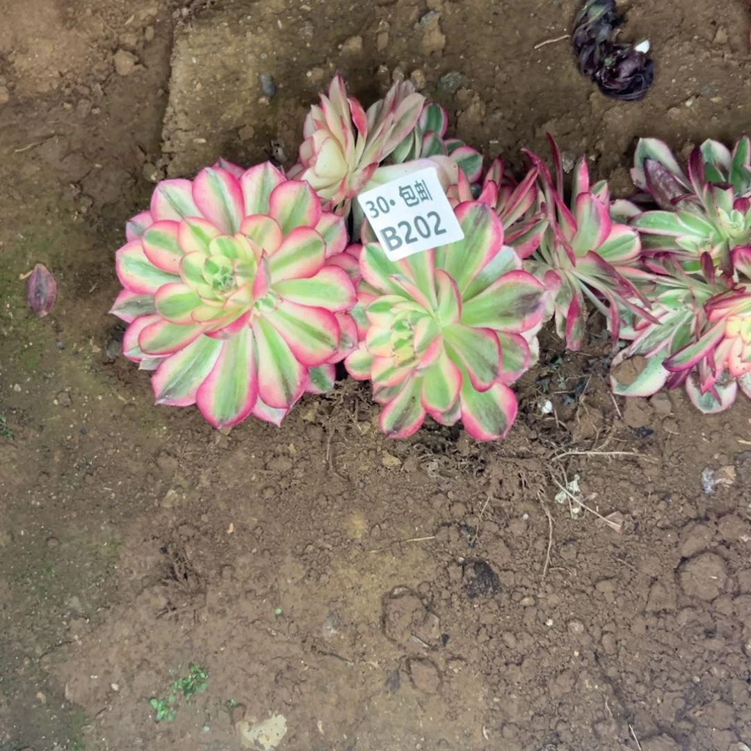 3颗多肉不包断枝