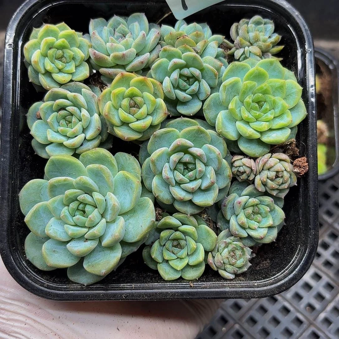 多肉植物多肉植物75