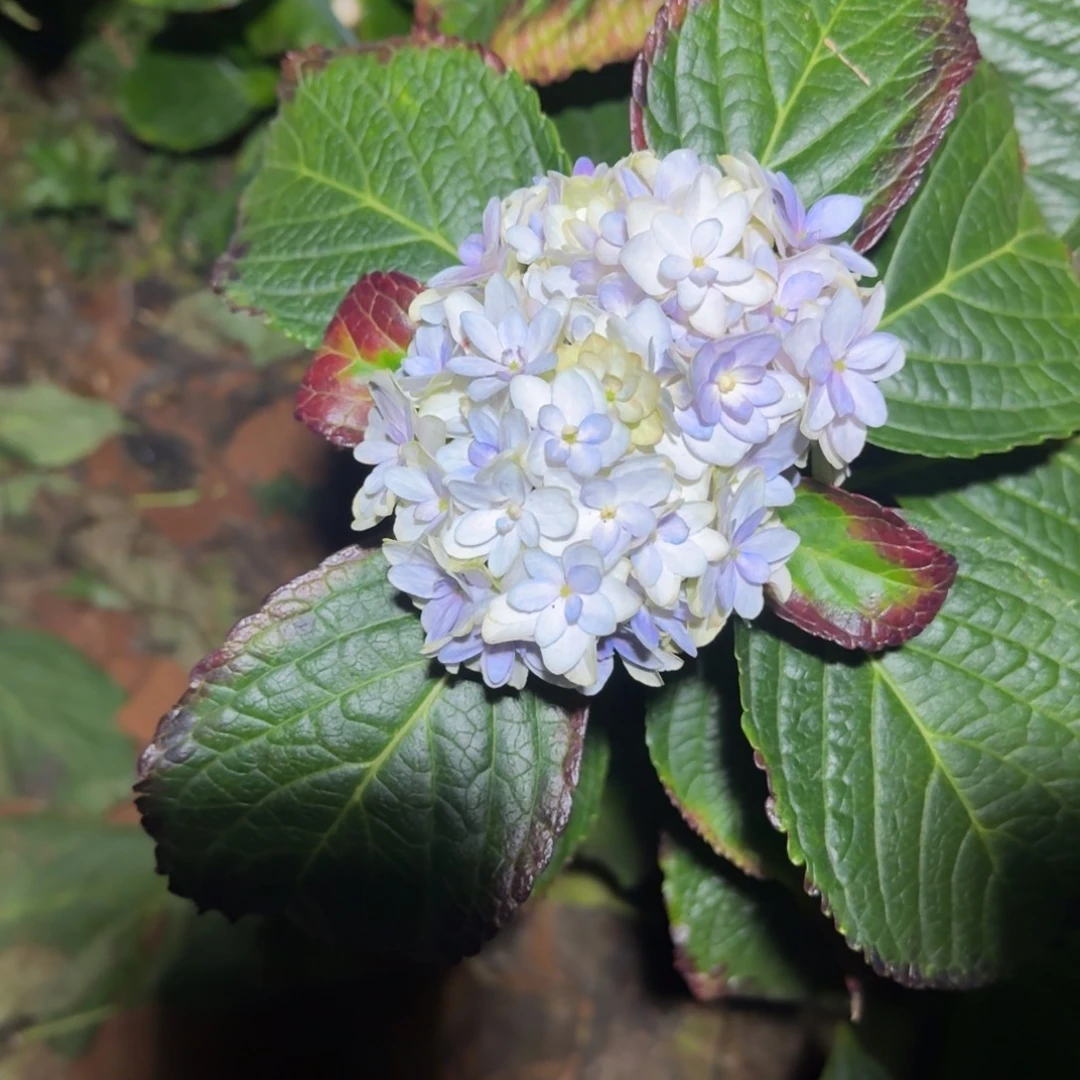 大部分花苞少量开放52