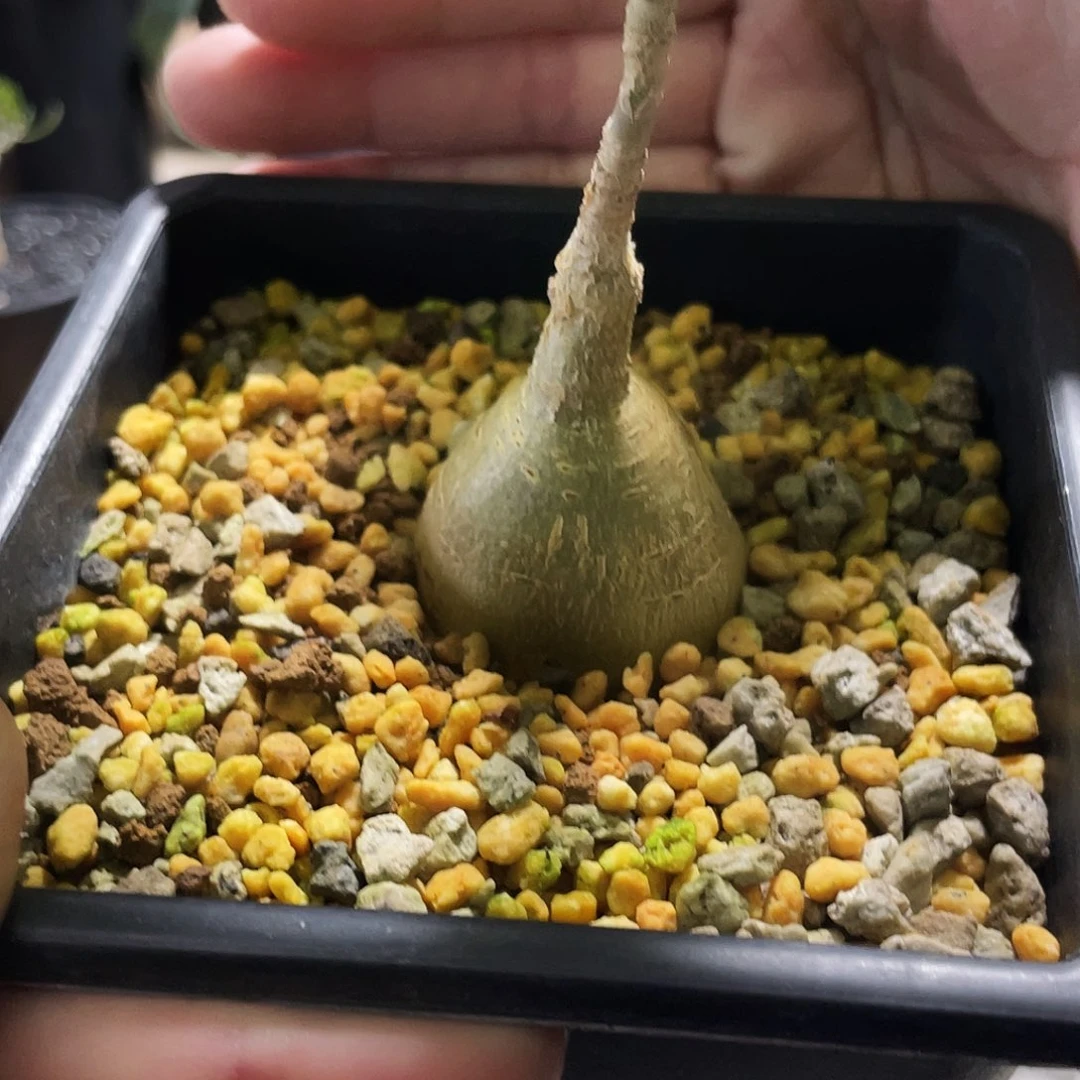 红脉榕666666666666