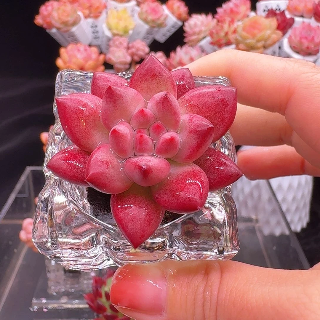 无土多肉植物金鱼姬