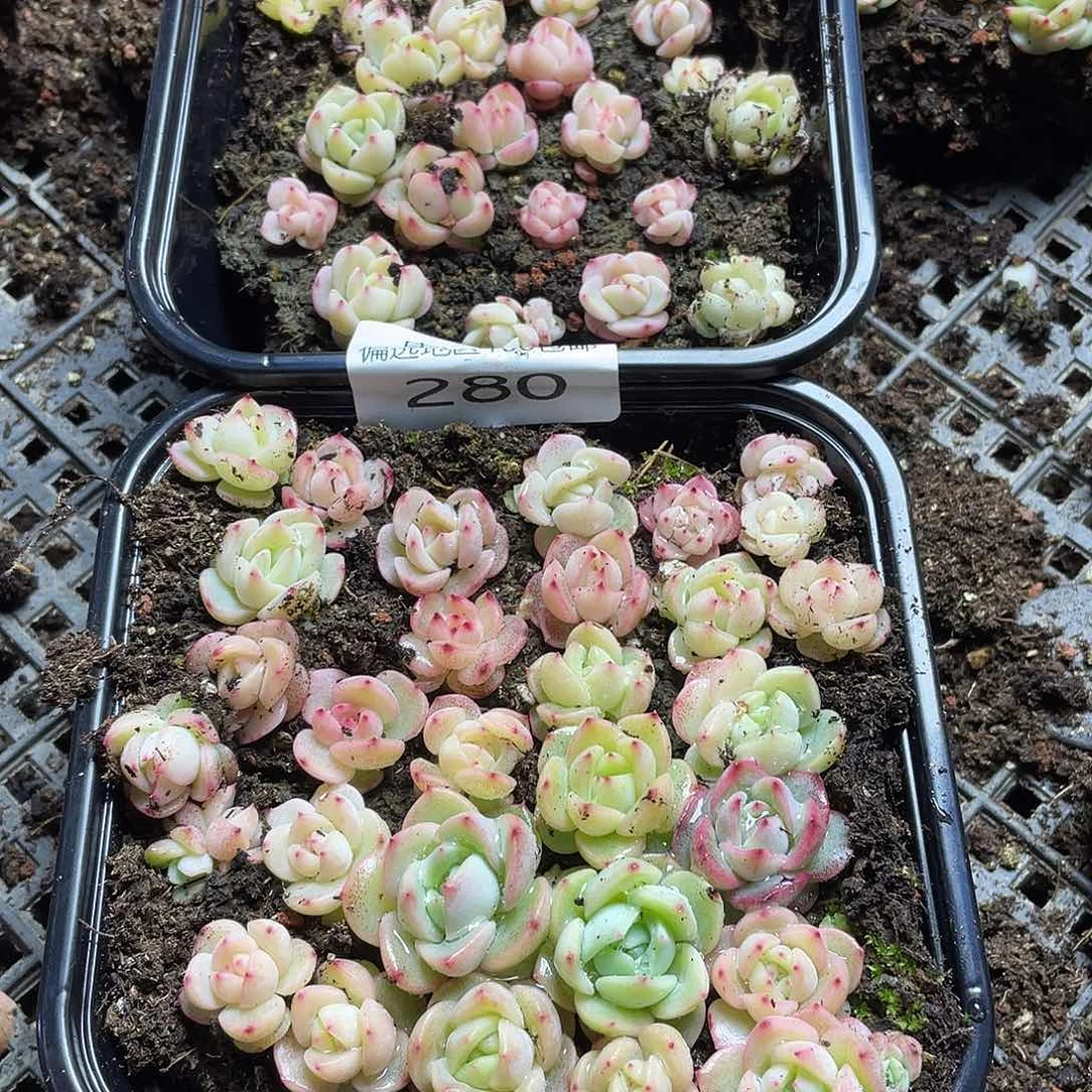 竹*✨买55珍妮混一物一拍280