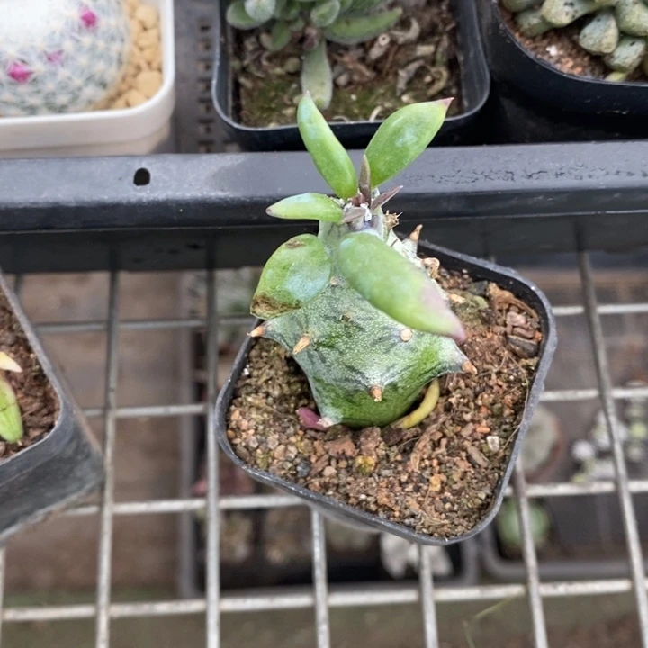 哞***力伯克利和格蕾纳等著名音乐