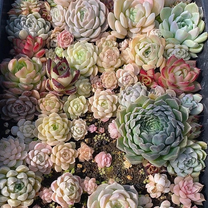 304 多肉植物盆栽花卉植物