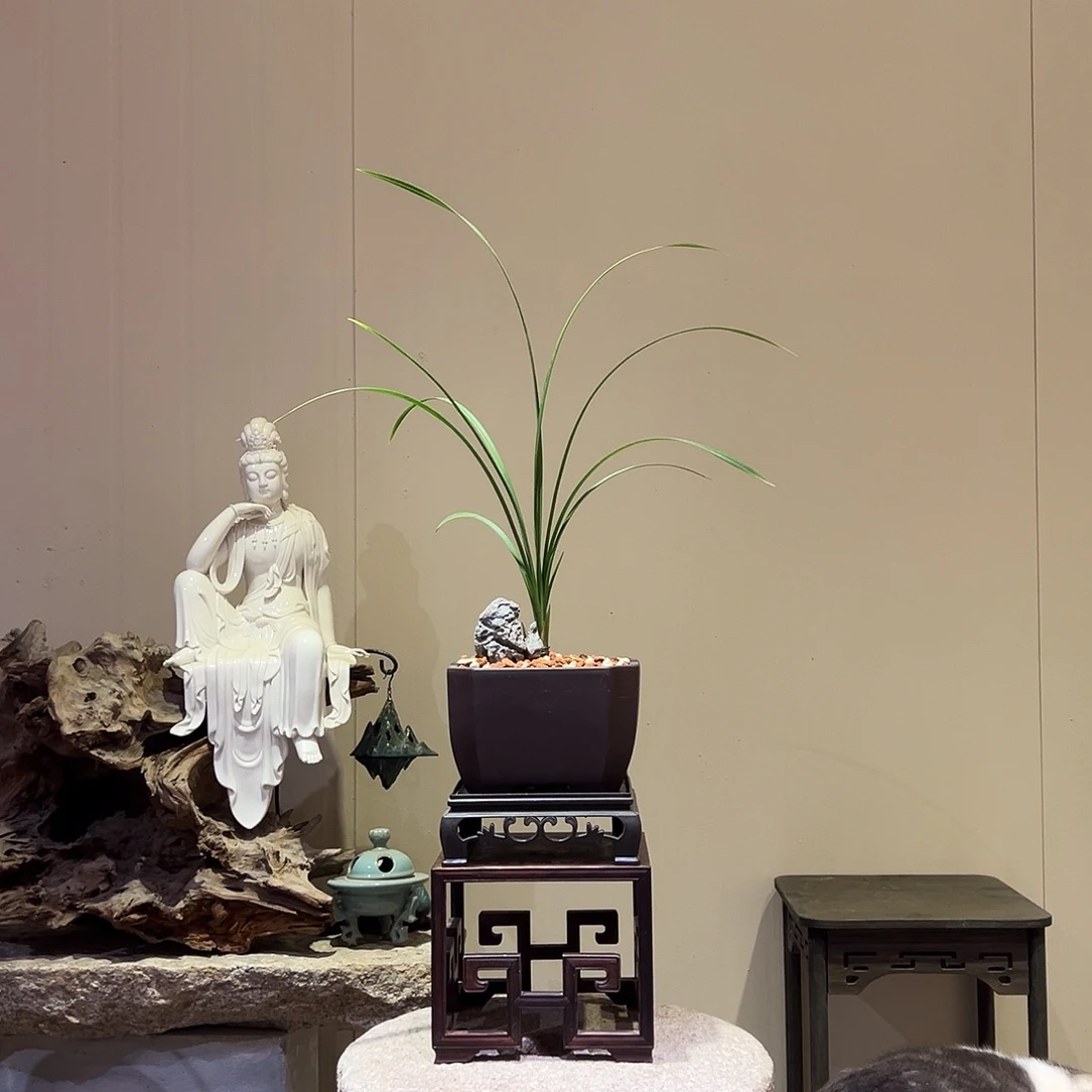 大部分花苞少量开放新津胭脂