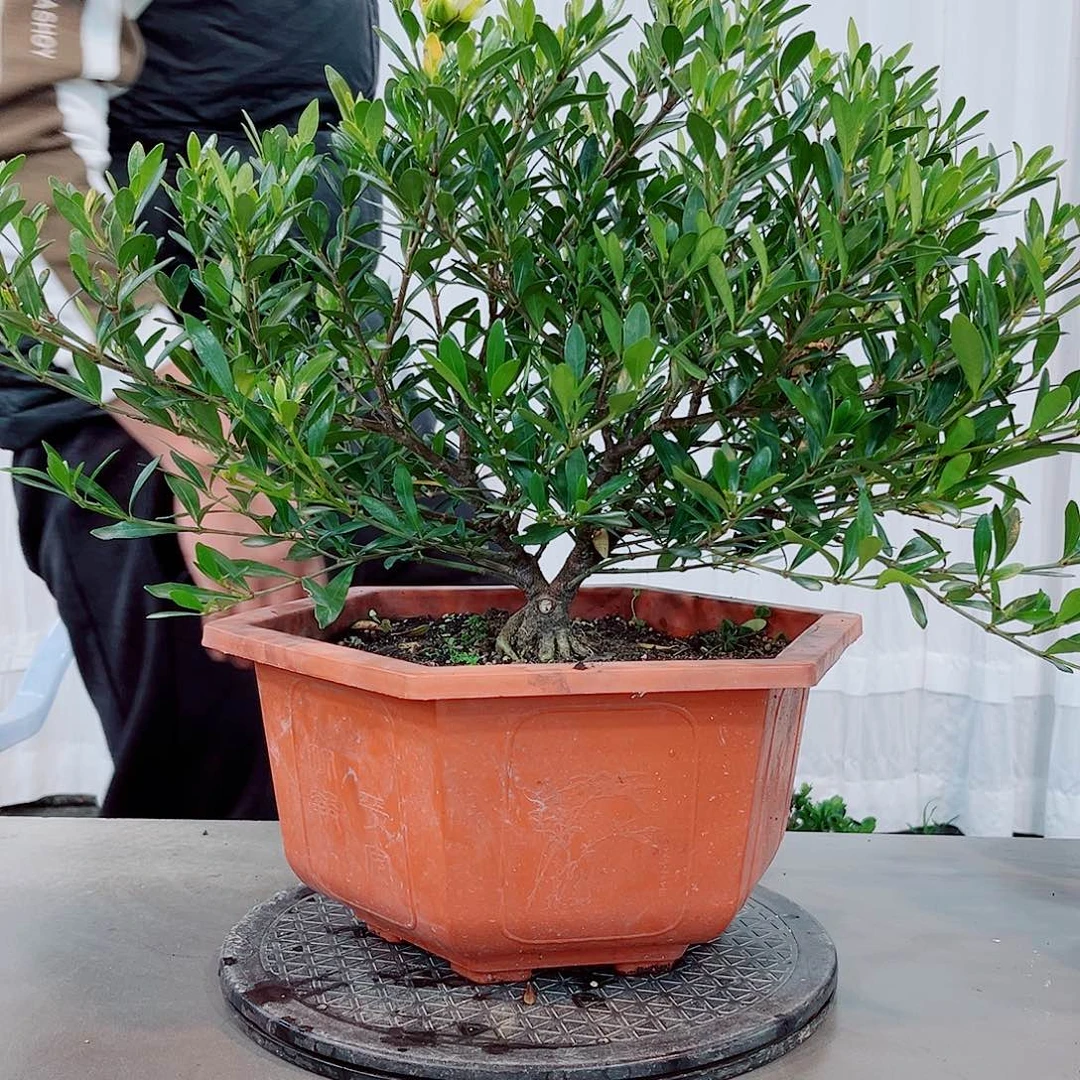 红陶这****活秋蝉栀子花