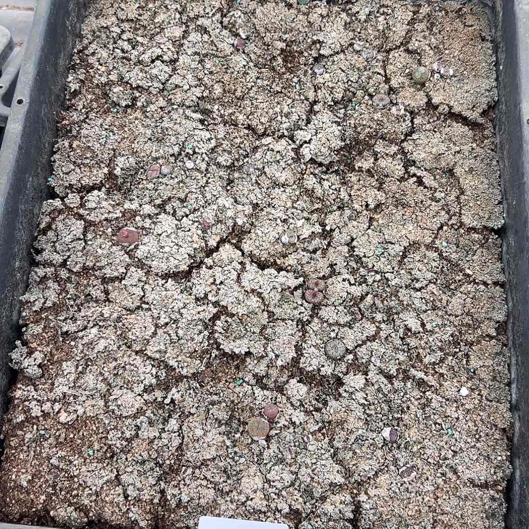 清框脱土发无售后787