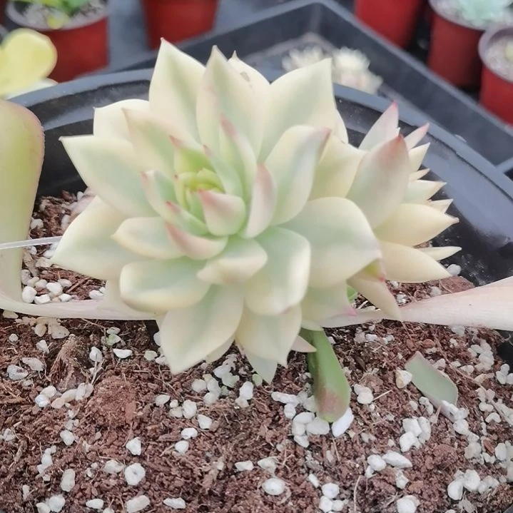 弗兰克白覆轮锦群带嫁木发