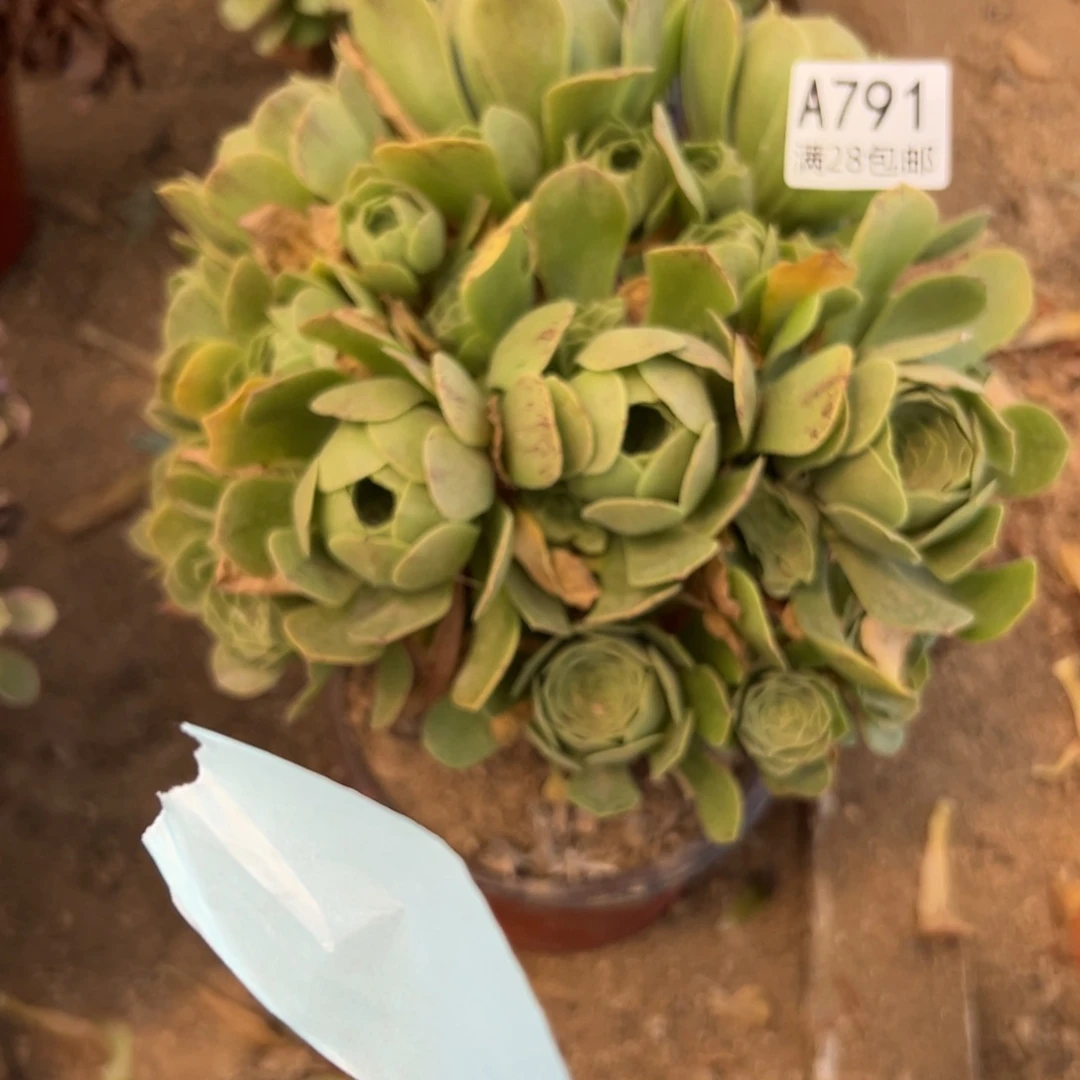 791多肉  绿羊绒