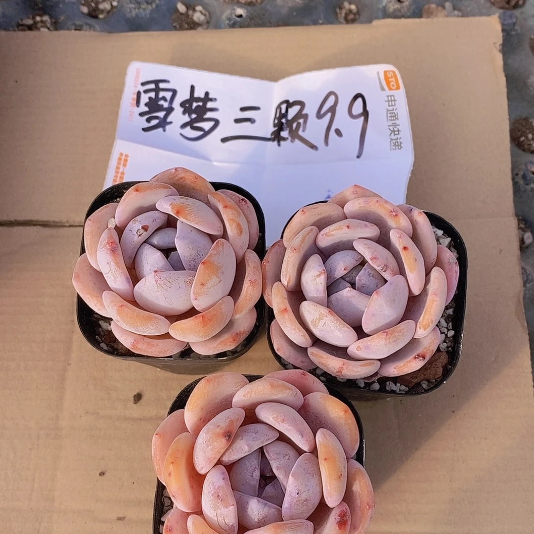 0213-学酥三颗量拍