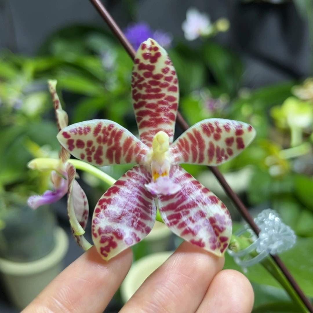 完全开放2.5寸小行星交象耳开花株