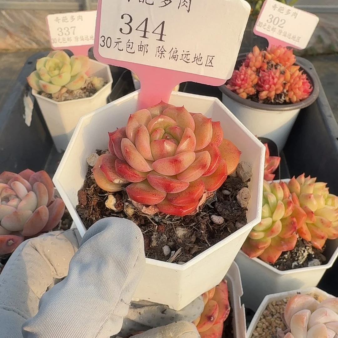 344 脱土 群生不包整 30元包邮非偏远