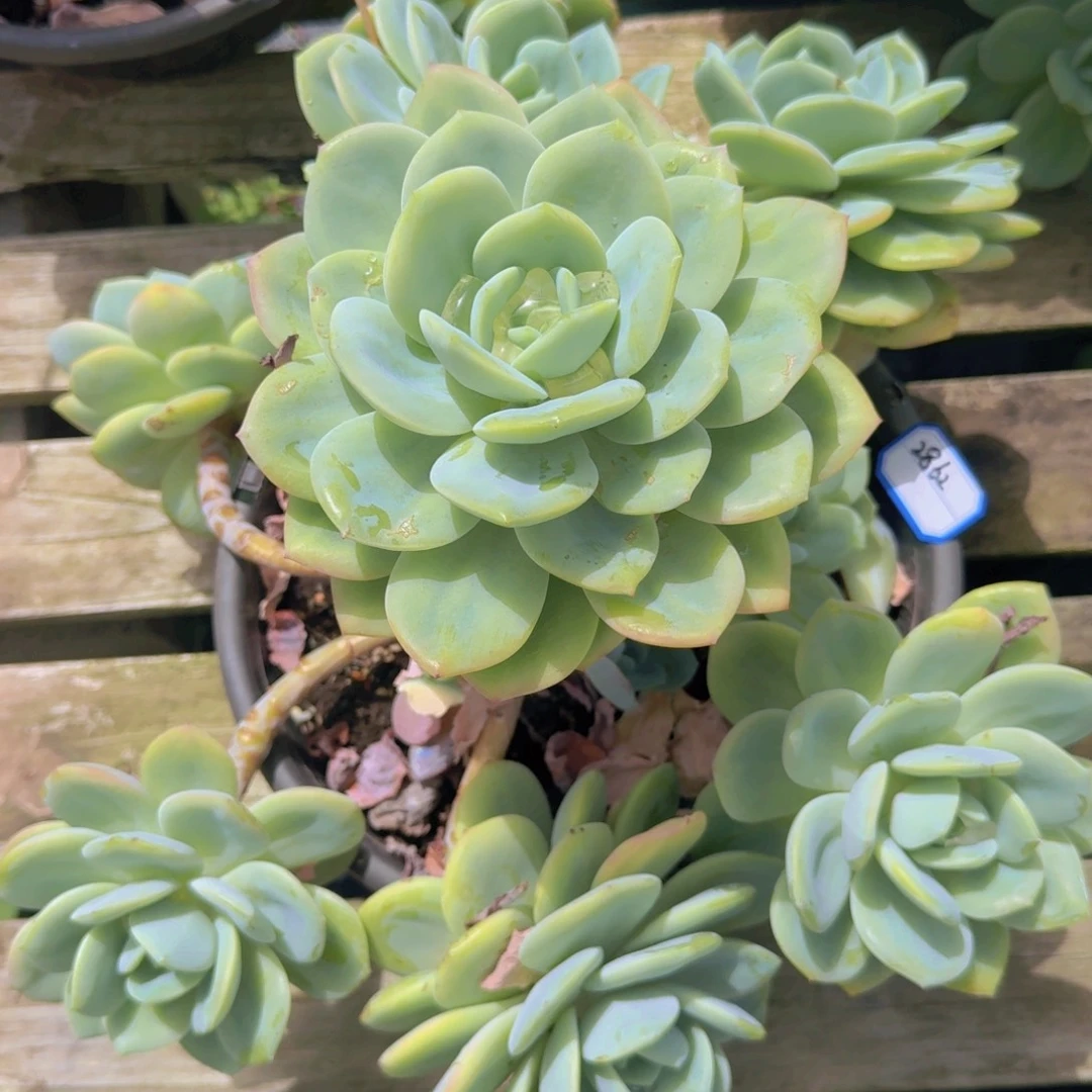 2862柚子茶凡艺多肉