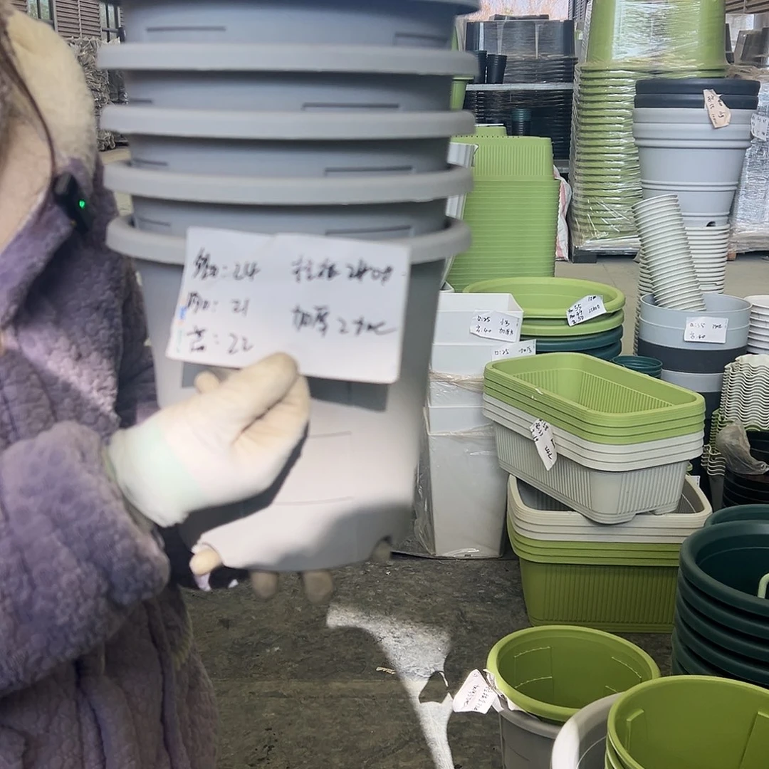 玫瑰盆240#灰白5个无托